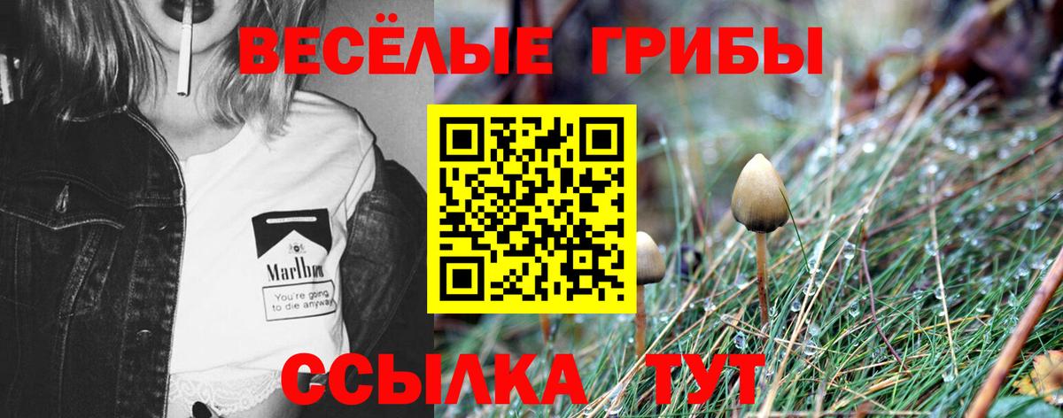 Псилоцибиновые грибы Psilocybine cubensis Валуйки